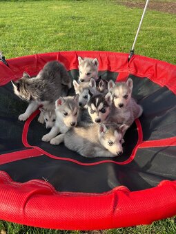 Steniatka sibirsky husky - 2