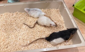 Hľadáme domov pre troch potkaníkov - 2