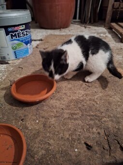 darujeme mačičky - 2