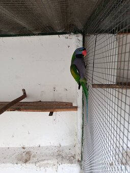 Alexander čínský - 2