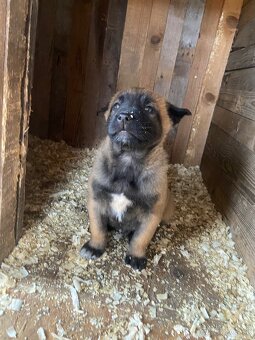 Belgický Ovčiak Malinois - 2