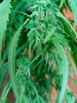 Predám semená liečivej konope. - 2