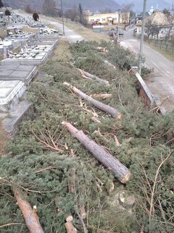 Výrub a orez rizikových stromov - 2