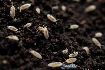 Trichorhina tomentosa (White dwarf) - 2