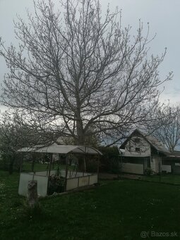 Darujem orech - 2