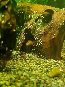 Krevety neocardina - slabo vyfarbené - 2
