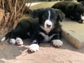 Border kólia/Border collie/Borderka - 2