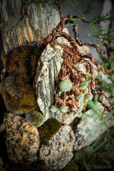 Bonsai Krajinka v bielej miske 78x38cm - 2