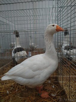 Slovenská biela hus - 2