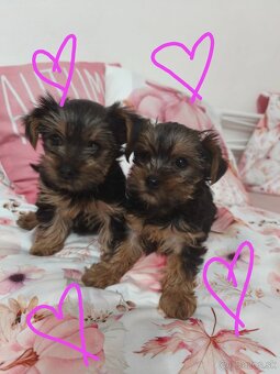 Yorkshire teriér šteniatka - 2