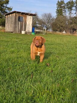 Bordeauxská doga s PP - 2