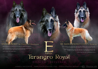 Belgický ovčiak Tervueren - šteniatka s PP na odber - 2