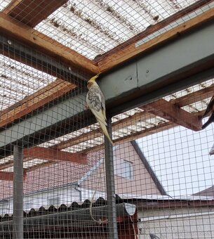 Korela a spevavý - 2