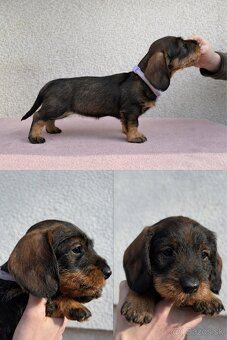 Šteniatka jazvečíka hrubosrstého - 2