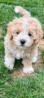 Maltipoo - 2