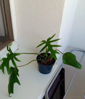 Philodendron Mayoi - 2