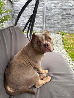 American bully - 2