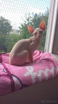 Kanadský sphynx kocúrik - 2