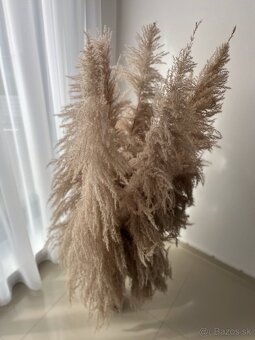 VYSOKÉ HUSTÉ PAMPASY - 2