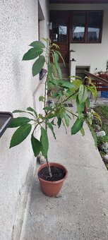 Predám avokádo - 2