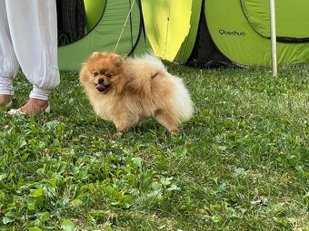 Nememcký špic/ Pomeranian - 2