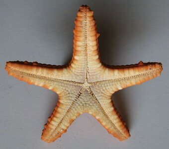 Červená hvězdice - 2