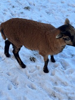 Kamerunský baran/ovca - 2