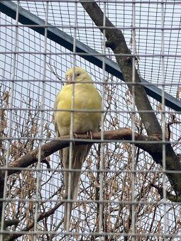 Papagaj spevavý - 2