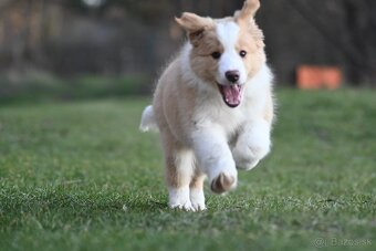 Border Collie / Border Kólia s PP - 2