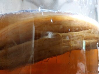 Kombucha - 2