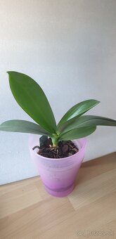Orchidea - 2