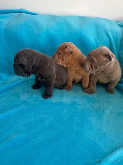 Sharpei,Shar-pei,šarpej - 2