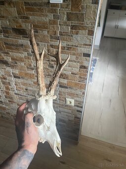 Trofej ,srnec ,parožie - 2