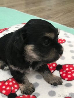 Havanský psík -Bichon havanský s PP - 2