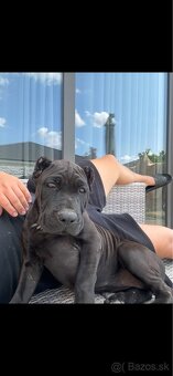 Bandog - 2