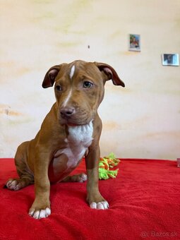 American bully ABKC - 2