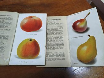 Lidová pomologie 1935 I. díl JABLKÁ 100 nejdůležitejších odr - 2
