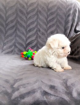 Mini Maltezak, Mini Maltézsky psík - fenka - 2