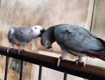 Looking for a feathered friend who’s smart, affectionate, an - 2