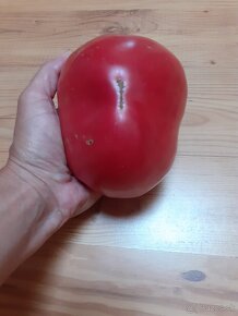 Predám semená BIO paradajky - 2