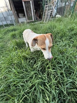 Darujem - Jack Russell Teriér - 2