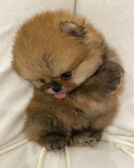 Pomeranian Boo - 2