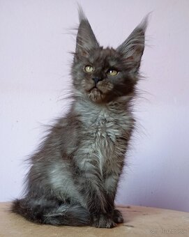 Maine Coon s PP - 2