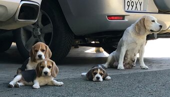 Bigl Bígel Beagle s PP FCI - 2