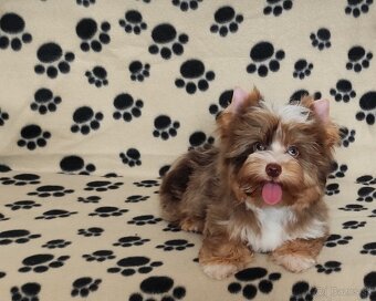 Yorkshire terrier - 2