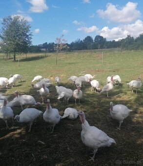 jatočné (na zárez)  morky z domáceho chovu- porciované - 2