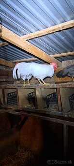 Kohúty Leghorn - 2