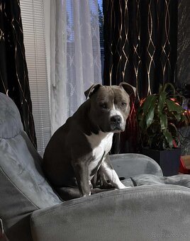 Staford na krytie - 2