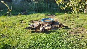 Predám indické bežce - 2