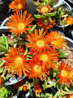 Delosperma - 2
